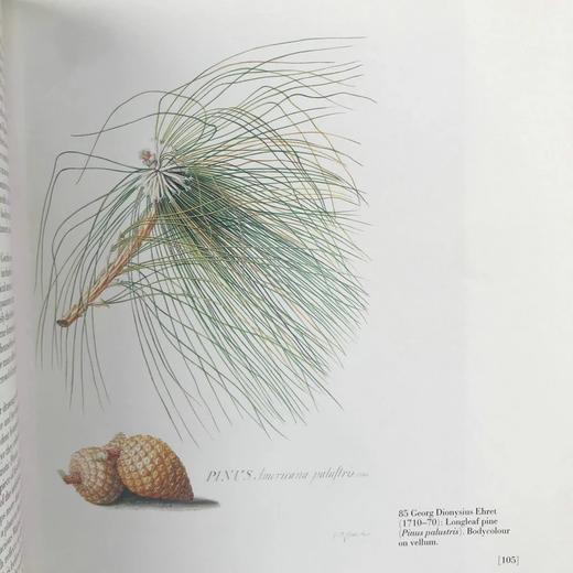 大英博物馆花卉之书 100幅彩色50幅黑白插图 精装16开 商品图11