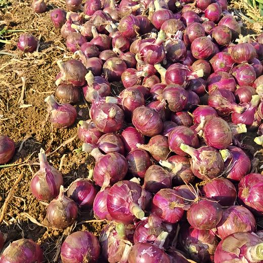 新鲜红皮水果洋葱 新鲜圆葱头 个大饱满 香味浓郁 商品图10