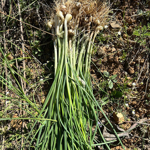 【密云】野蒜包邮装 春日限定 味浓鲜嫩包饺子做馅野葱小根蒜独野小蒜山蒜 商品图5