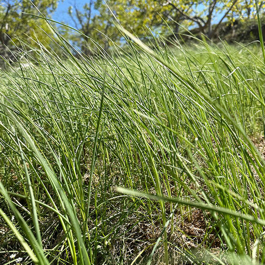 【密云】野蒜包邮装 春日限定 味浓鲜嫩包饺子做馅野葱小根蒜独野小蒜山蒜 商品图2