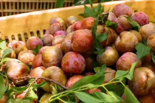 自驾从化|乡村野趣1天亲子营 商品图1