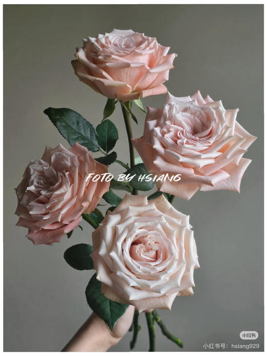 国产玫瑰-【杏仁奶糖】 商品图1