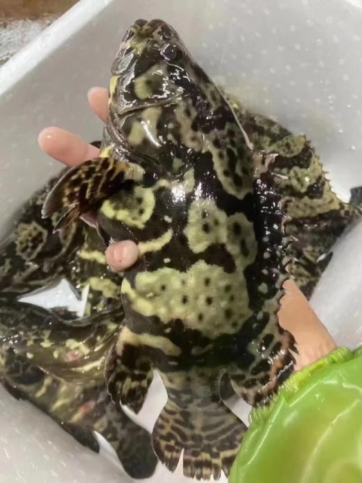 & 【龙胆石斑鱼】🐟肉质非常鲜嫩好吃👍💫 性价比最高的石斑鱼类，实惠又好吃活冻 商品图0