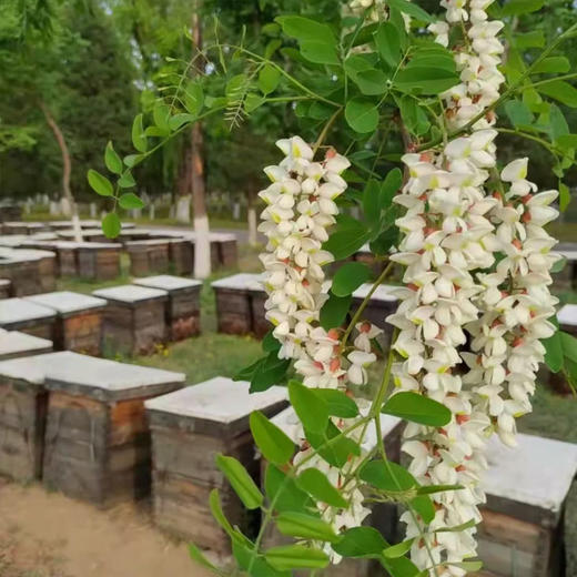 【陕西延安】水白蜜/洋槐蜜/愧花蜜 蜂蜜采集于延安万亩槐花林、采集的蜂蜜味道甜美而不腻 500g/瓶 商品图5