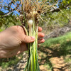 【密云】野蒜包邮装 春日限定 味浓鲜嫩包饺子做馅野葱小根蒜独野小蒜山蒜 商品缩略图4