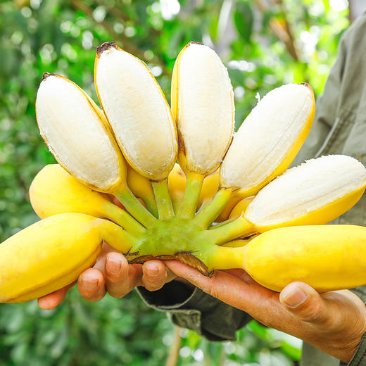 【福建苹果蕉】原生态苹果粉蕉，绿色天然，新鲜采摘，香甜可口，只做实力派！ 商品图5