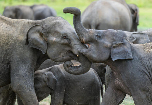 【斯里兰卡】佛牙节舍利荣光盛典人文风光8天摄影<环球寻梦> 商品图5