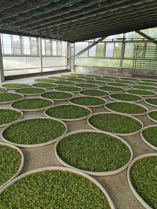 冻顶乌龙茶 比赛工法茶乌龙茶 台湾原产  清香 花香 浓香 两种选择 商品图3