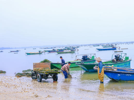 5月25日确定出发雷州半岛5天摄影之旅-追峰虎鸟、盐田光影、剑麻、菠萝的海、南极村 商品图1