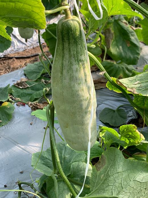 自营（农产品）-正宗潍坊羊角蜜甜瓜 现摘现发 脆甜可口 商品图4