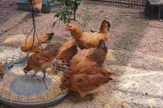 童子鸡 商品图1