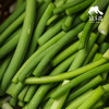 生态山东蒜薹 | 合作生产*Eco-young garlic shoot | Coproduction 商品缩略图0