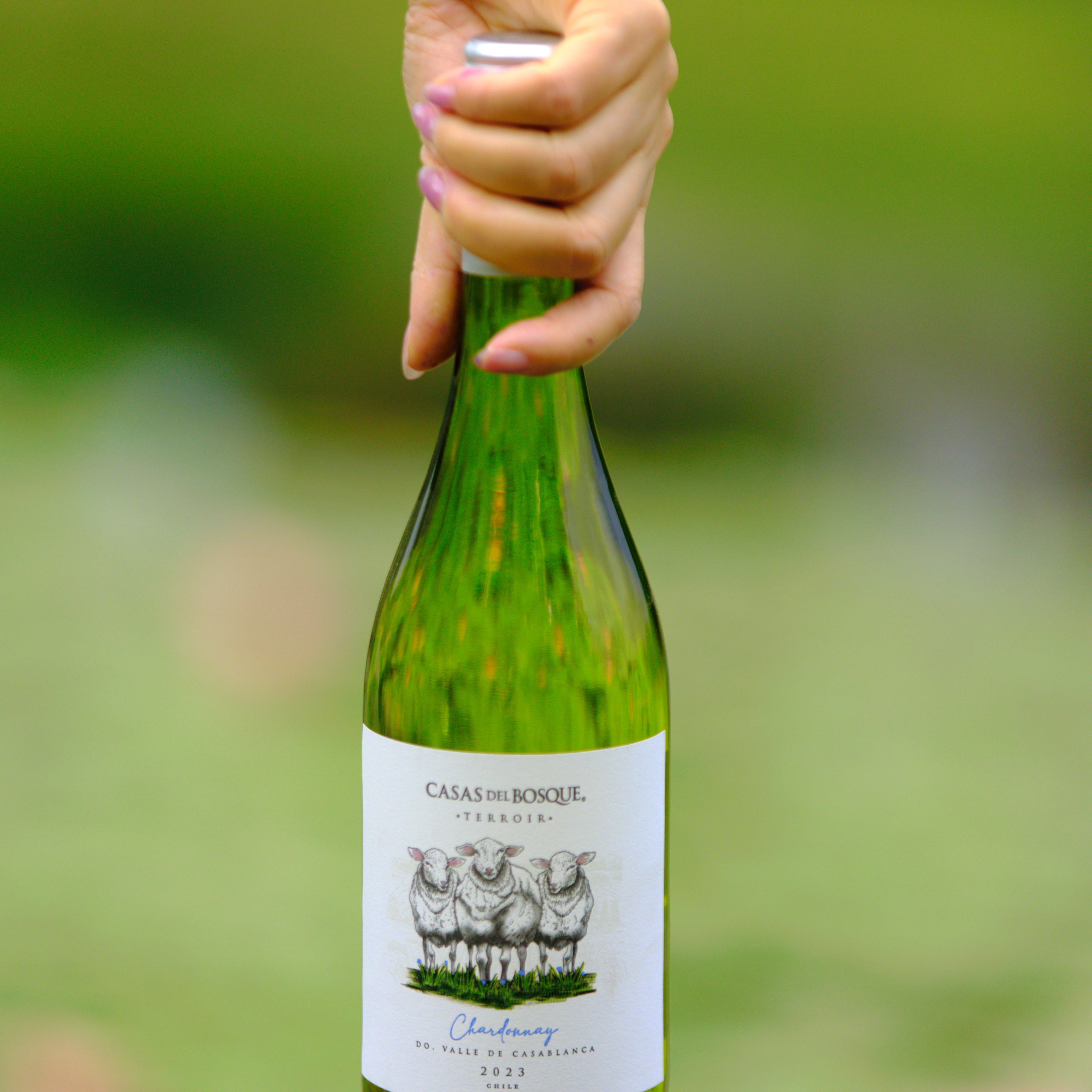 卡萨伯斯克酒庄精选霞多丽白葡萄酒（三羊风土标）