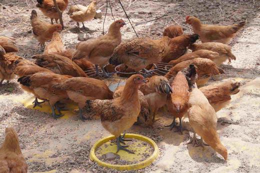 童子鸡 商品图0