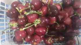 丞起萨米脱特级果大樱桃