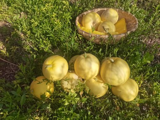 自营（农产品）-山东星甜20小蜜罐 甜瓜 商品图1