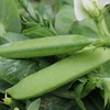 生态带皮豌豆荚/蚕豆| 合作生产 * Eco- Whole Pea Pods / Fava Beans| Coproduction 商品缩略图1