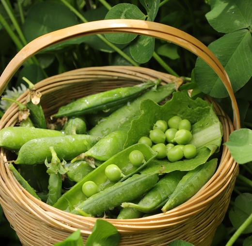 生态带皮豌豆荚/蚕豆| 合作生产 * Eco- Whole Pea Pods / Fava Beans| Coproduction 商品图0