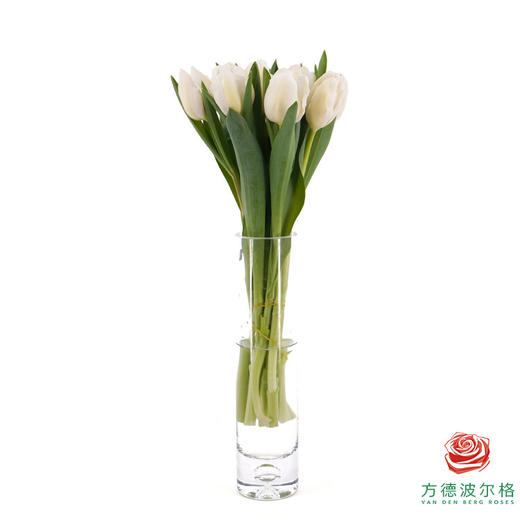 【进口郁金香】 白棋（白色单瓣）10枝/扎（长度：35cm） 商品图2