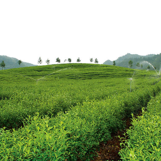 【开化龙顶茶】今年新茶，新鲜采摘烘炒而成，浙江十大名茶，钱江源头2022年新茶，七道非遗工艺烘炒，送长辈送领导佳品，施有机肥，源头上保证品质 商品图3