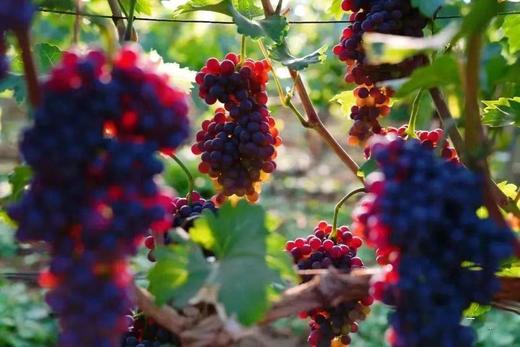 【预售】精品爱神玫瑰葡萄礼盒5月中旬成熟 商品图3