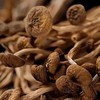 湖北襄阳保康县山水韵茶树菇250g/袋 商品缩略图3