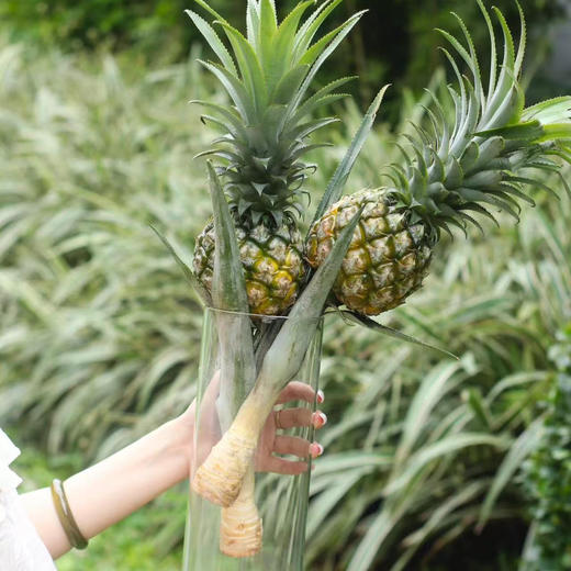 【嘿凤梨】水培带杆小菠萝，观赏食用两不误创意水养观赏植物（顺丰发货）  商品图3