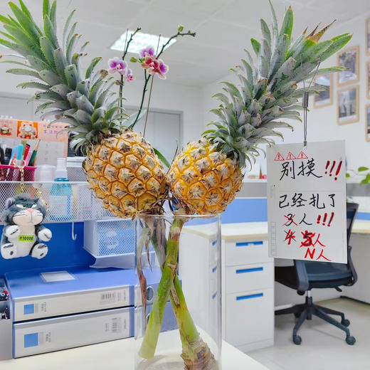 【嘿凤梨】水培带杆小菠萝，观赏食用两不误创意水养观赏植物（顺丰发货）  商品图0