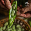 生态带皮豌豆荚/蚕豆| 合作生产 * Eco- Whole Pea Pods / Fava Beans| Coproduction 商品缩略图3