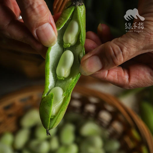 生态带皮豌豆荚/蚕豆| 合作生产 * Eco- Whole Pea Pods / Fava Beans| Coproduction 商品图3
