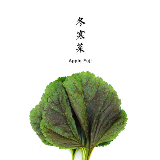 冬寒菜 300g 商品图0