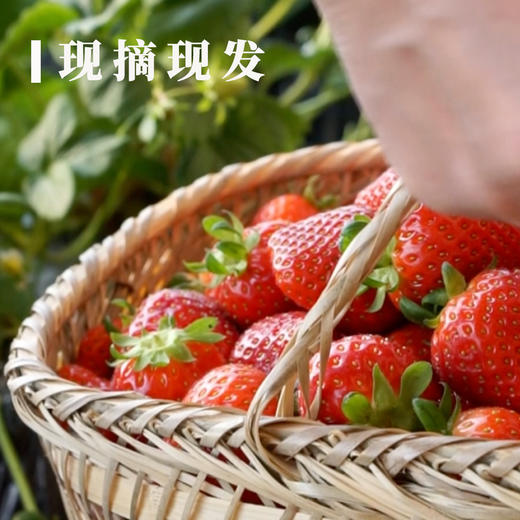 【草莓丰收季超级拼团】平人有机草莓3盒包邮装（ 400g*3）个头虽小 风味足 商品图3