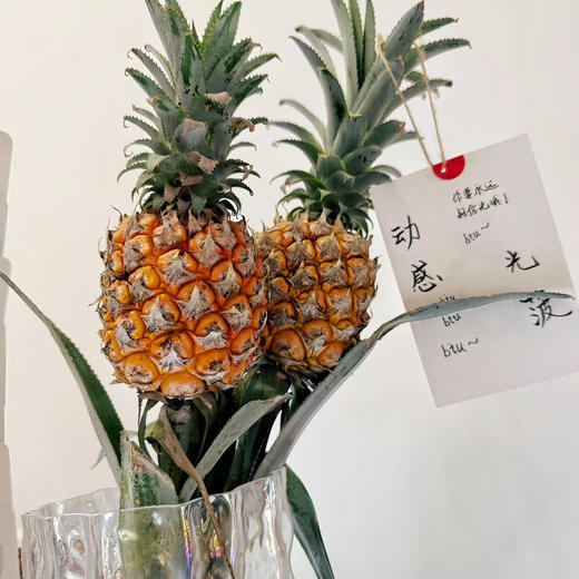 【嘿凤梨】水培带杆小菠萝，观赏食用两不误创意水养观赏植物（顺丰发货）  商品图2