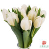 【进口郁金香】 白棋（白色单瓣）10枝/扎（长度：35cm） 商品缩略图0