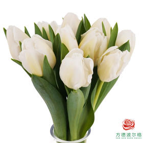 【进口郁金香】 白棋（白色单瓣）10枝/扎（长度：35cm）