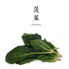 菠菜  300g（露地） 商品缩略图0