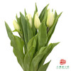 【进口郁金香】 白棋（白色单瓣）10枝/扎（长度：35cm） 商品缩略图1