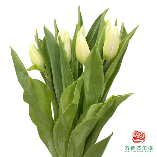 【进口郁金香】 白棋（白色单瓣）10枝/扎（长度：35cm） 商品图1