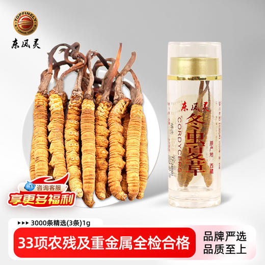 【冬虫夏草】精选完整草 1g/瓶 独立瓶装 商品图0