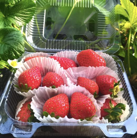 【草莓丰收季超级拼团】平人有机草莓3盒包邮装（ 400g*3）个头虽小 风味足 商品图2