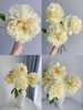 精品芍药花阳光女孩5支 商品缩略图3