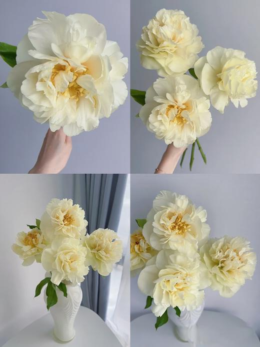 精品芍药花阳光女孩5支 商品图3