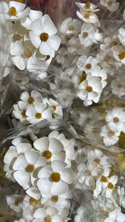 【永生花】网红干花紫罗兰  约10枝/扎 多色可选 商品图8