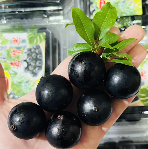 嘉宝果树葡萄 珍宝果  1箱约3斤  混合4种水果独特口感  【广州市区顺带，不发快递】 商品图3