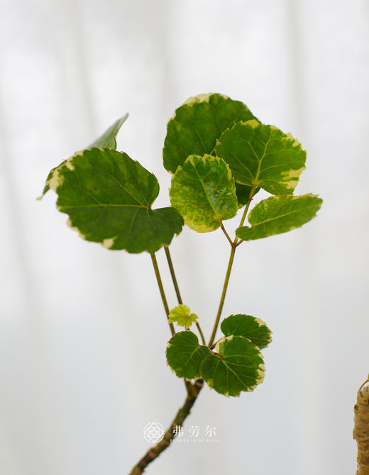 蓝盆花叶福禄桐 商品图1