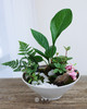 碟盆组合盆栽 商品缩略图0