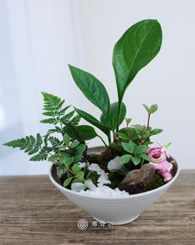 碟盆组合盆栽