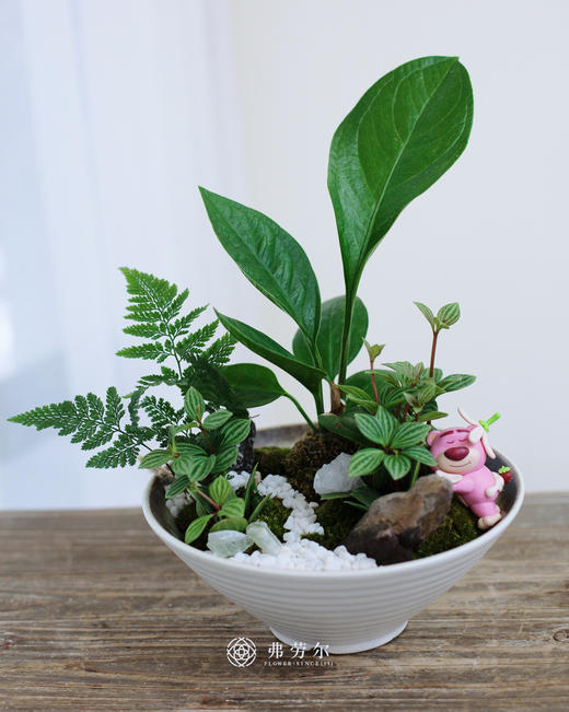 碟盆组合盆栽 商品图0