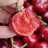 烟台美早大樱桃3J特大果/5J果王 商品缩略图4