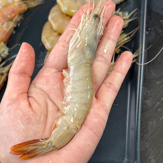 香蕉虾  纯野生捕捞虾壳透亮泛虹光 一口咬出野生虾独有的鲜甜浓香  生长在南海的虾中贵族 商品图3